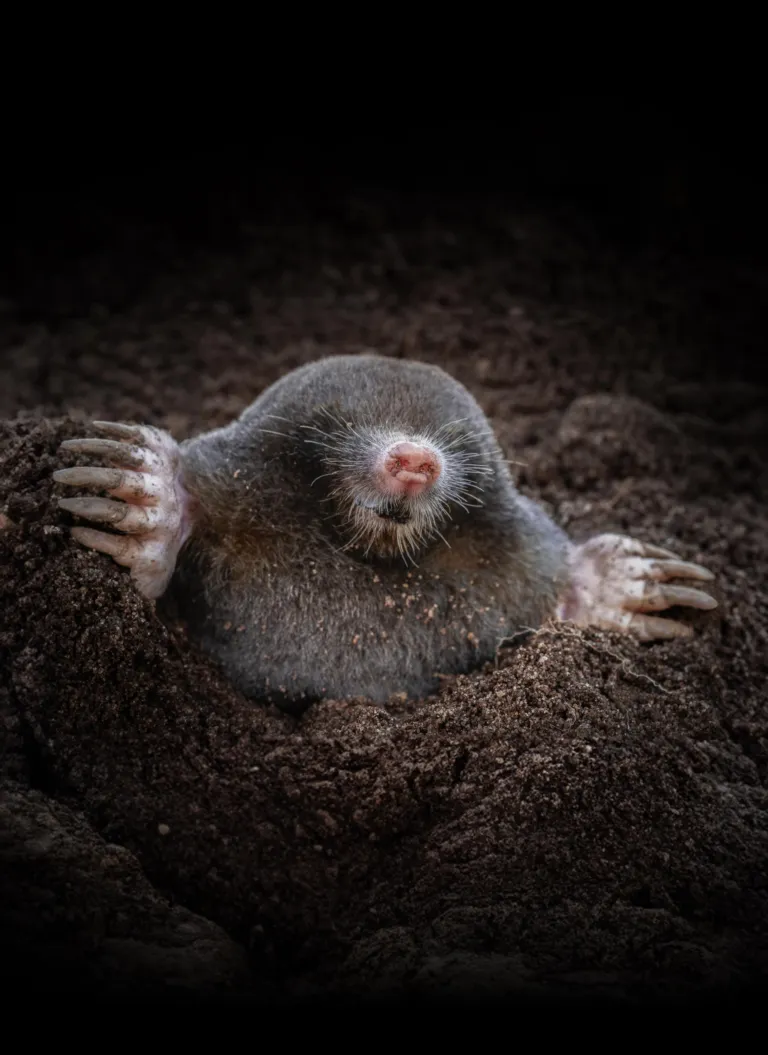 Mol foto Jeroen Graat