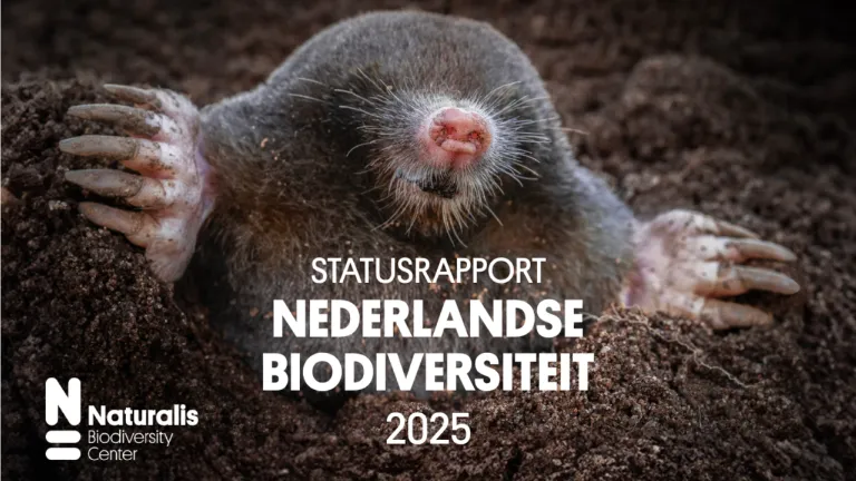 Cover van het rapport