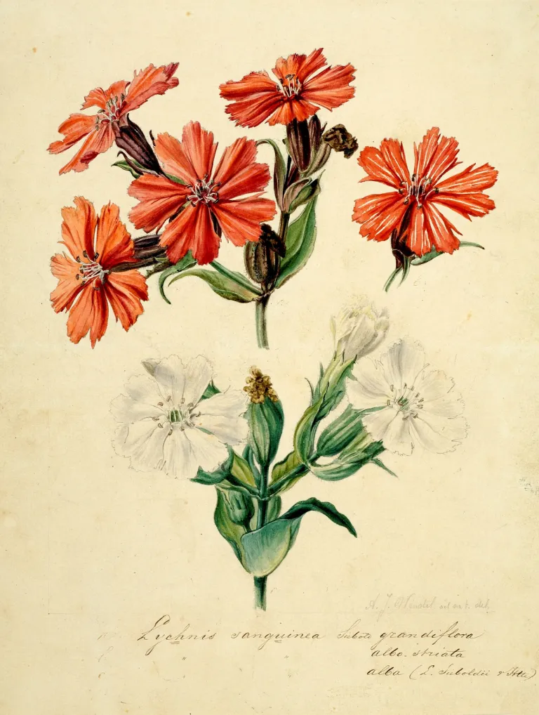 Botanische prent uit archief