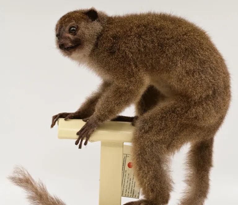 Mounted grey bamboo lemur