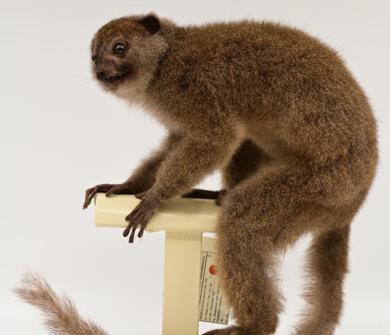 Opgezette grijze halfmaki