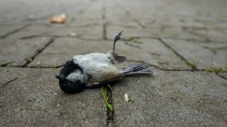 Dode vogel
