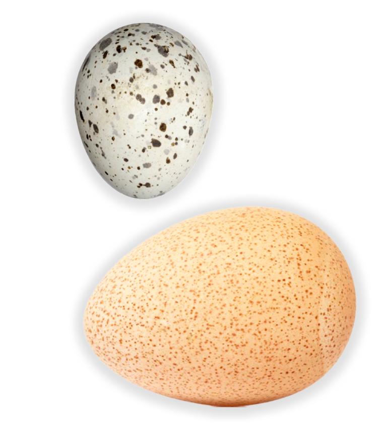 Representative eggs from the study species