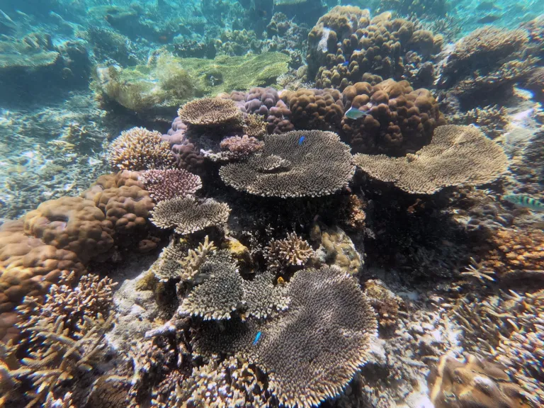 Coral reef