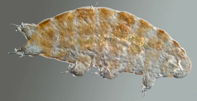 Microscopische foto beerdiertje