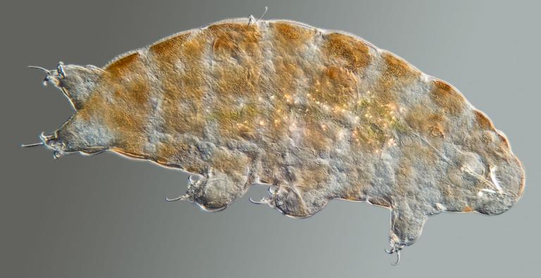 Microscopic picture tardigrade