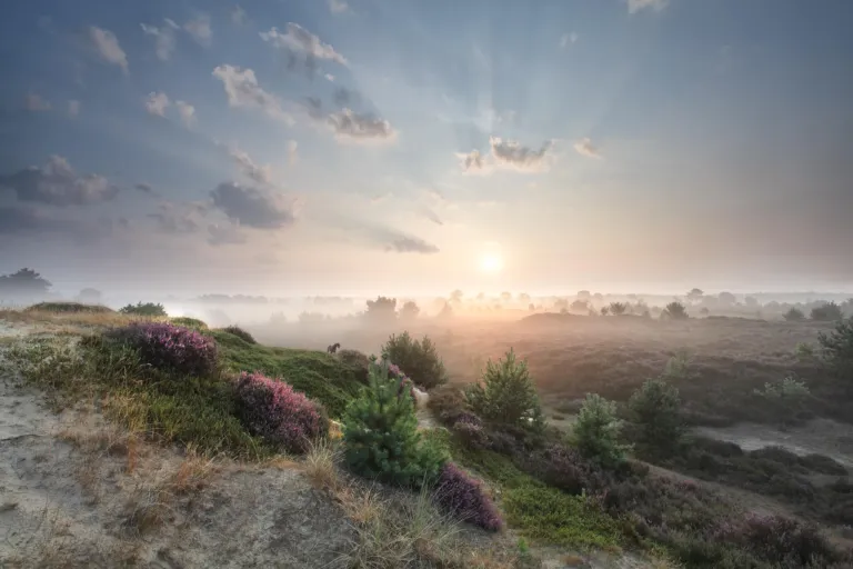 Uitzicht van de Biesbosch met opkomende zon