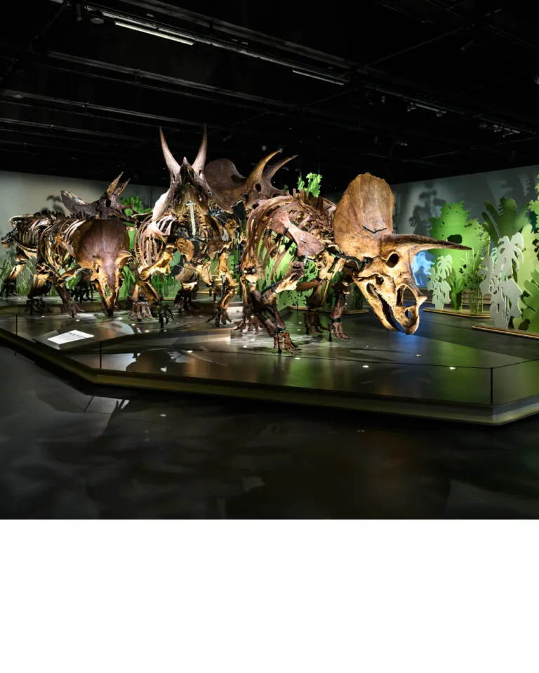 Triceratops tentoonstelling bij Naturalis