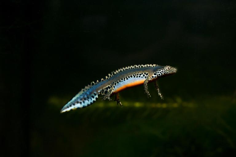 Alpenwatersalamander, foto door Michael Fahrbach