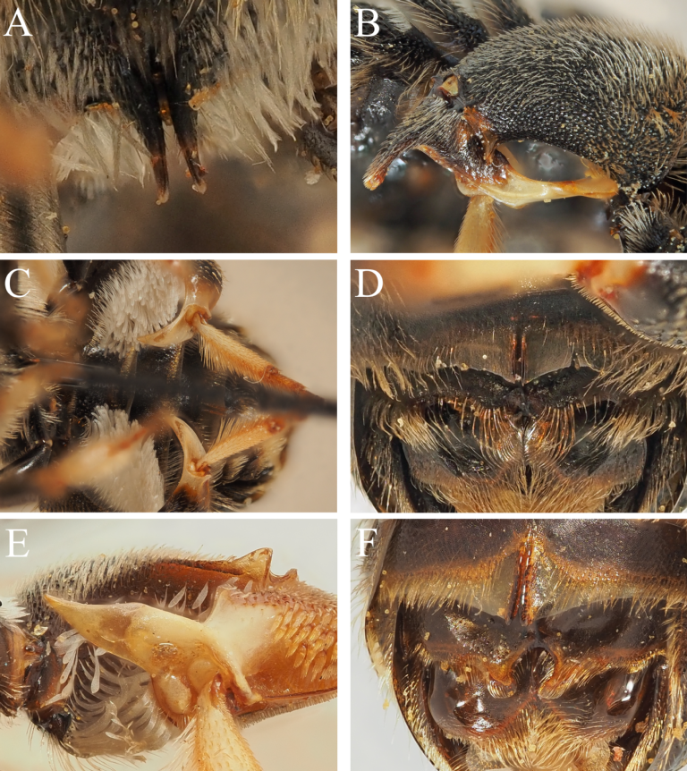 Figure with details of Nomiapis males