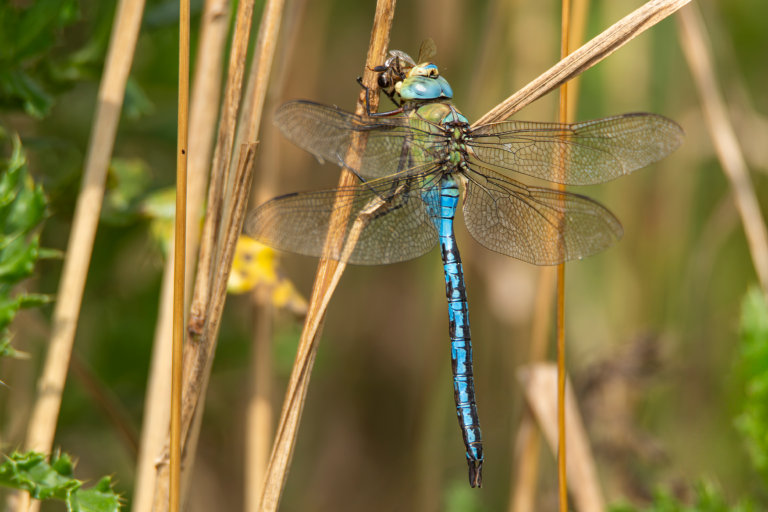 Gala van de biodiversiteit