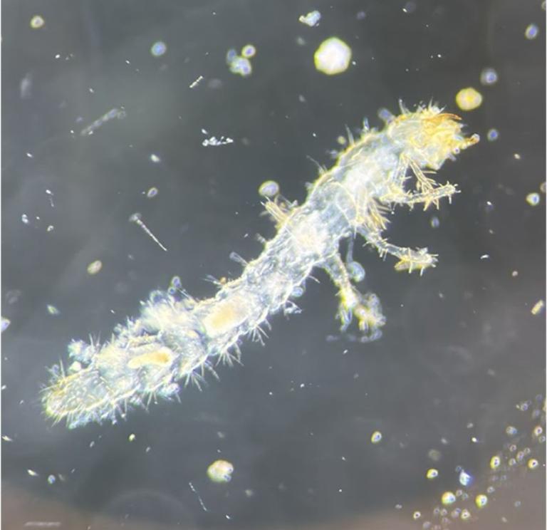 Microscopic view of a coastal meiofauna specimen (a staphylinid beetle larva).