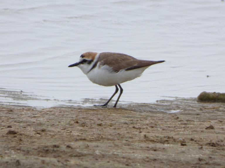 A plover on a sandy beach