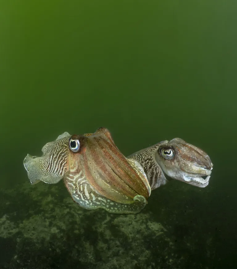 Cuttlefish in the Eastern Scheldt. Photo: Marion Haarsma