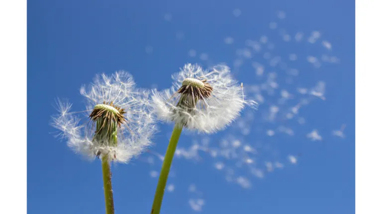 Paardenbloemen
