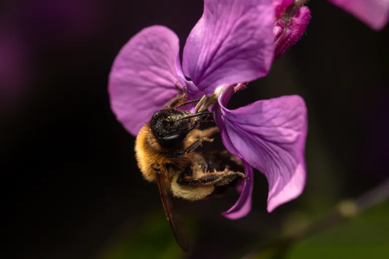 Bee