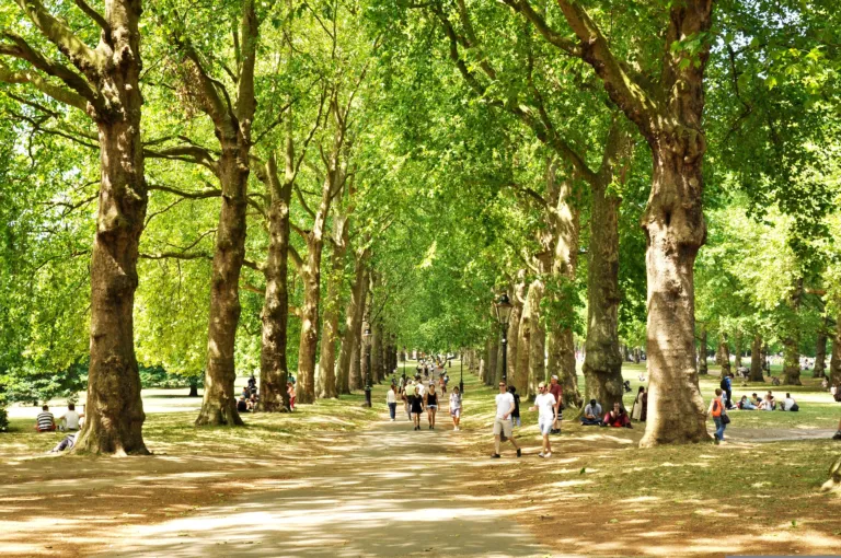 Bomen in de stad