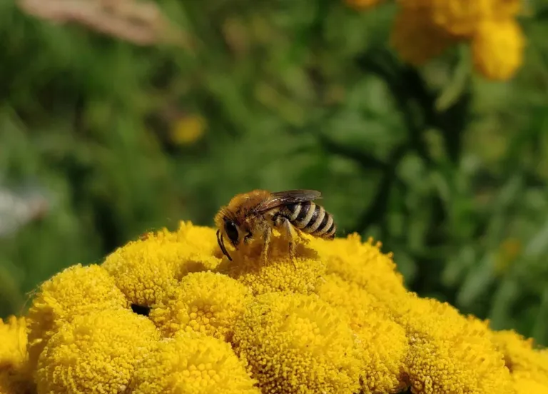 Foto van een bij (Colletes daviesanus) op een bloem