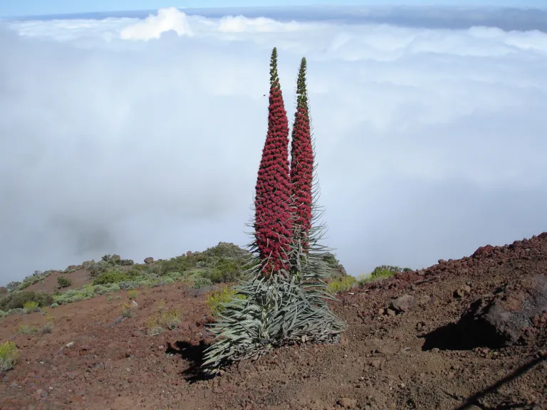 Echium wildprettii op de Teide foto Frederic Lens
