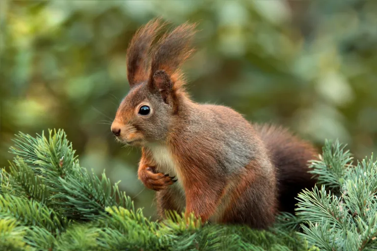 Red squirrel sitting on conifer branches.
