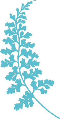 Afbeelding van een plant